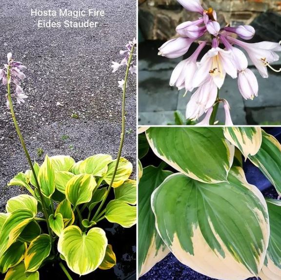 Magic Fire(Large) hosta