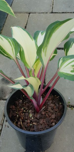 Miss Christa(small-medium) hosta