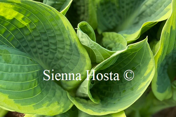 Pizzazz(Medium-Large) hosta