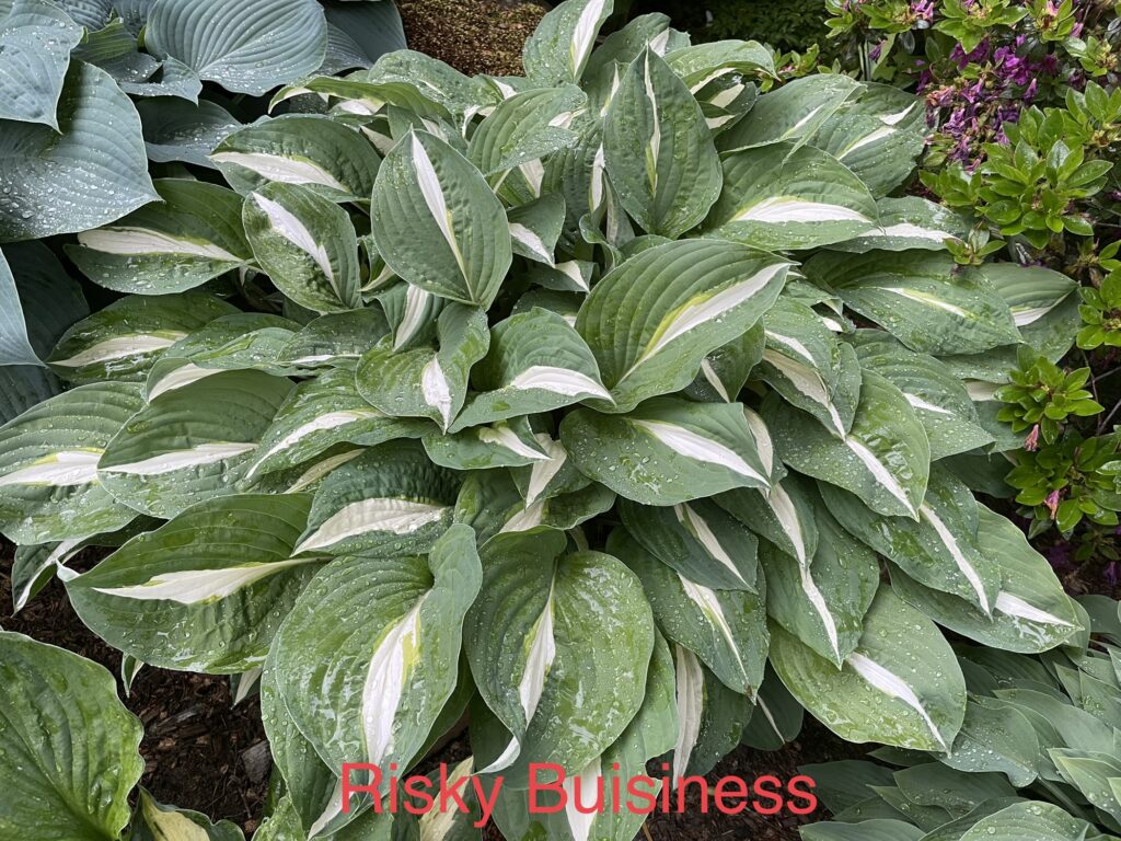 Risky Business(Medium-large) hosta