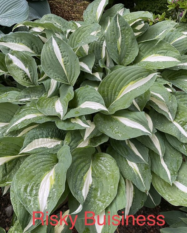 Risky Business(Medium-large) hosta