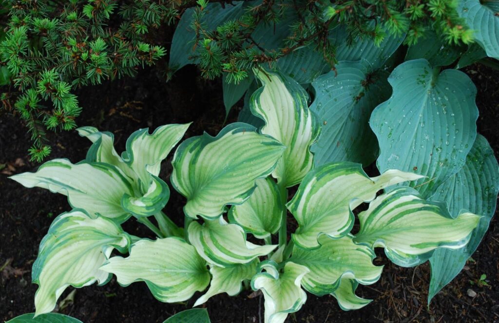 Sails-Ho hosta