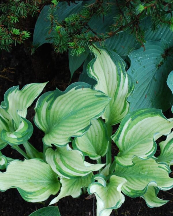 Sails-Ho hosta