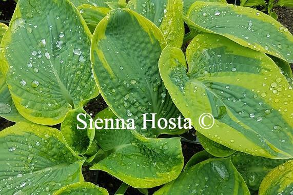 Samurai hosta