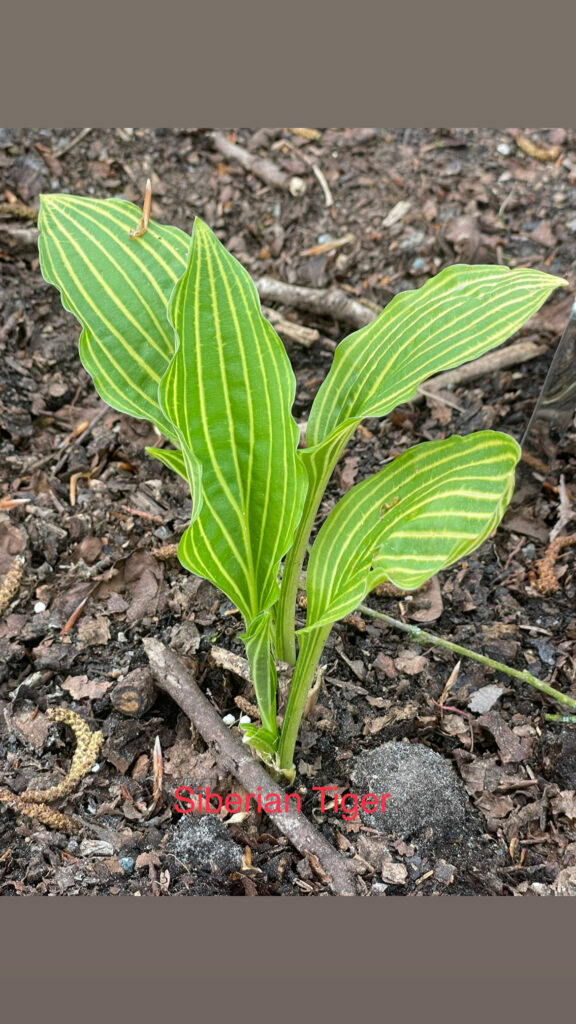 Siberian Tiger(Medium) hosta