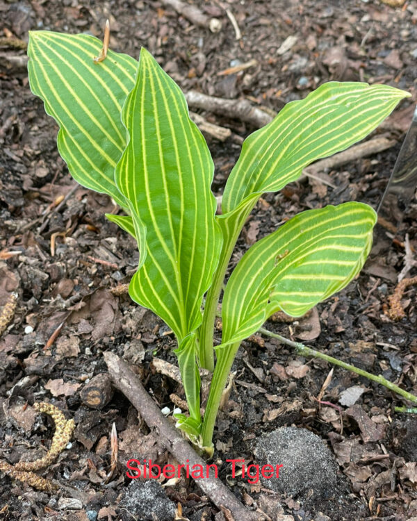 Siberian Tiger(Medium) hosta