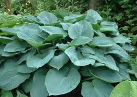 Sieboldiana”Elegans”(Large-XL) hosta