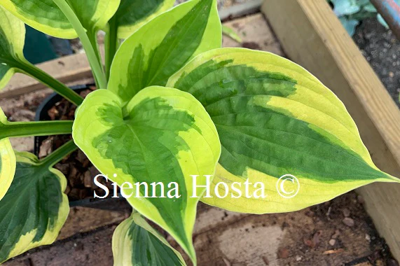 Summer Lovin'(Medium) hosta