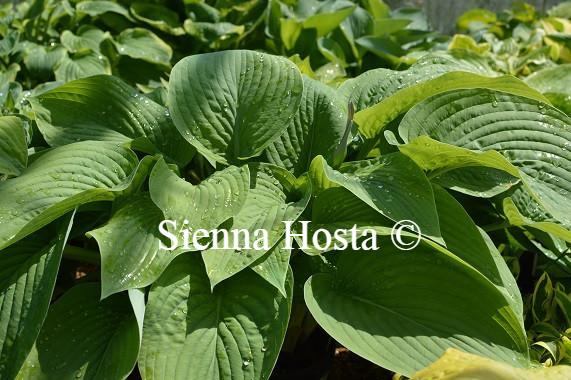 T-Rex(XL) hosta