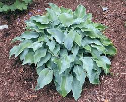 Titanium(Medium) hosta