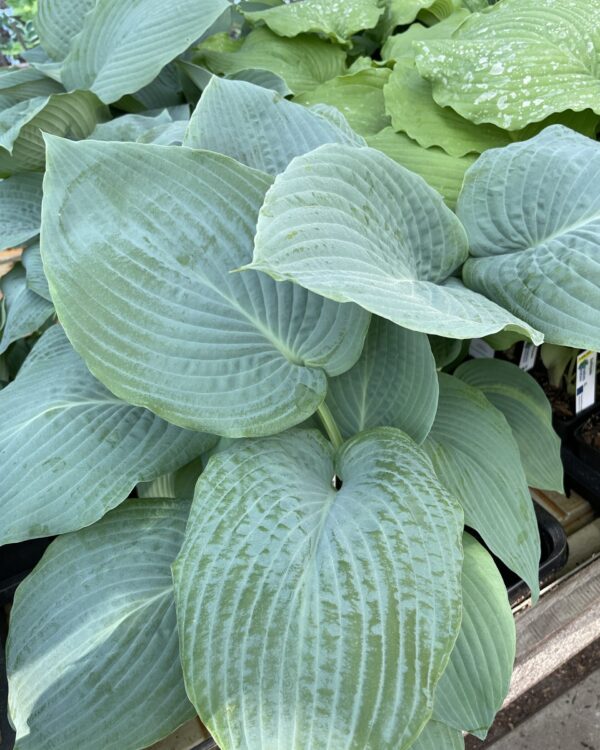 Blue Mammoth (XL) hosta