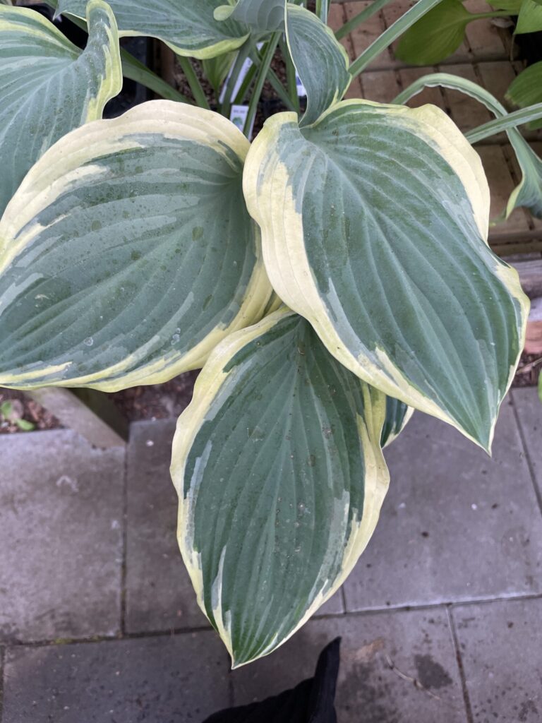 Regal Splendor(Large) hosta