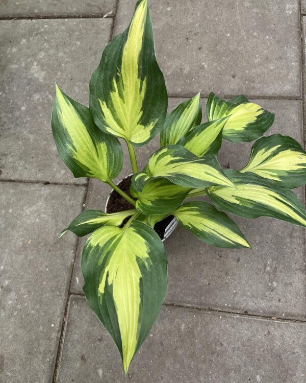 Christmas Candy(Medium) hosta