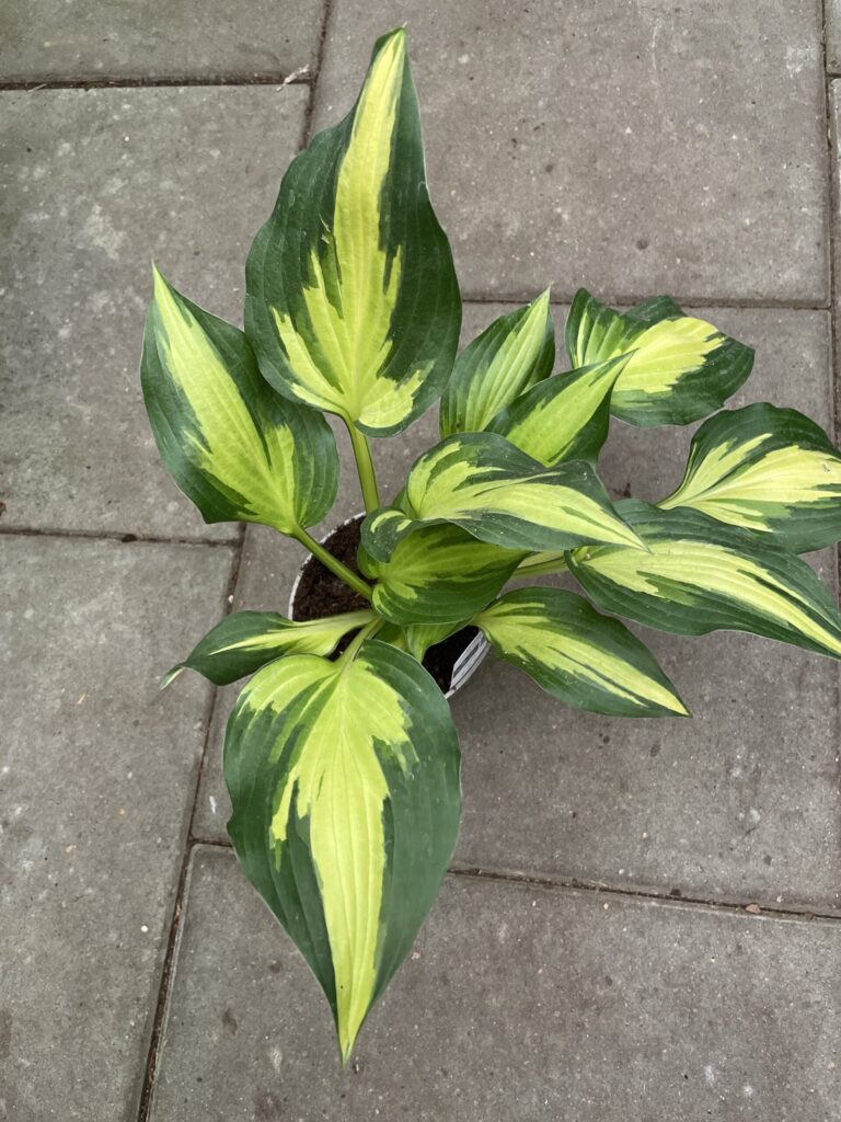 Christmas Candy(Medium) hosta