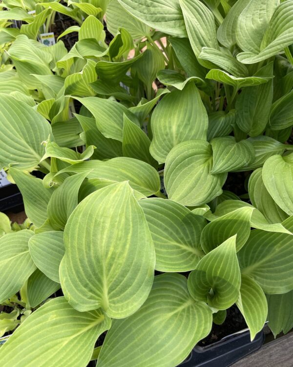 Green Deal ( Medium) hosta