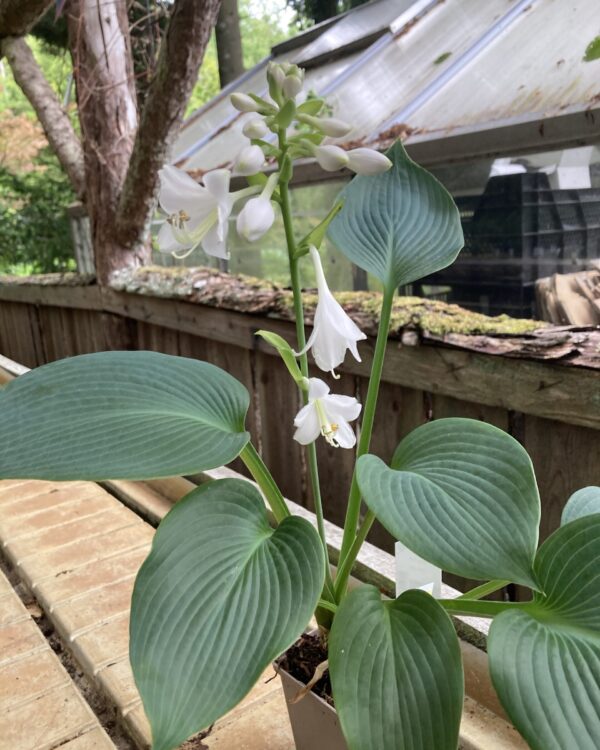 Gray Cole(XL) hosta