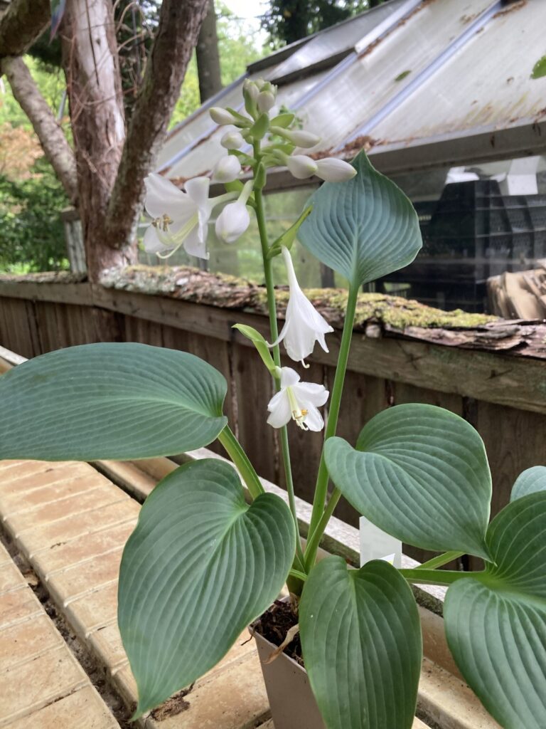 Gray Cole(XL) hosta