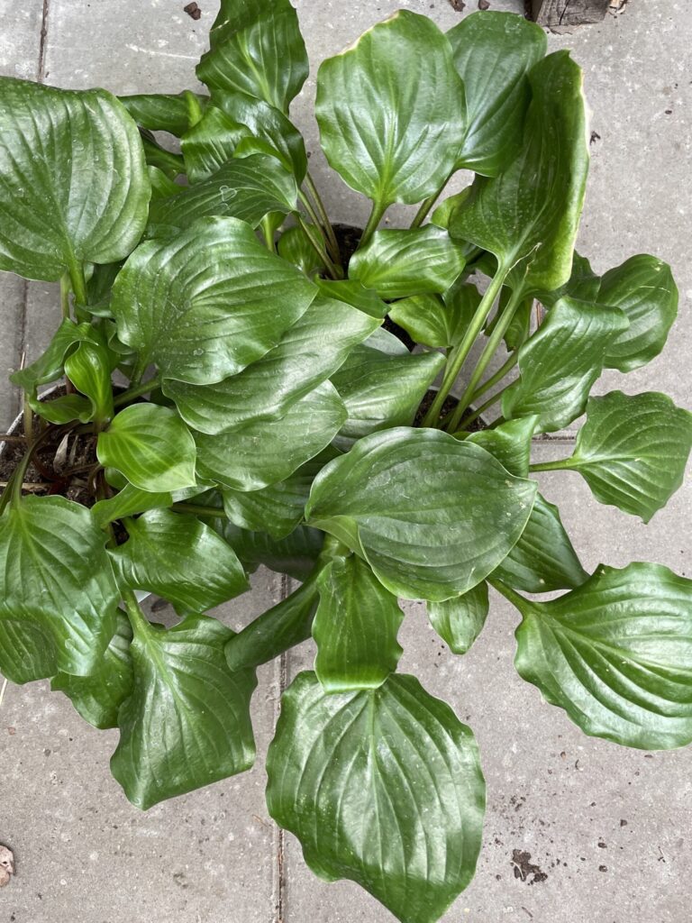 Red Stepper(Medium) hosta