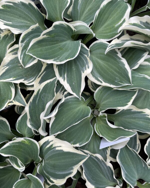 Mouse on the Moon(small) hosta