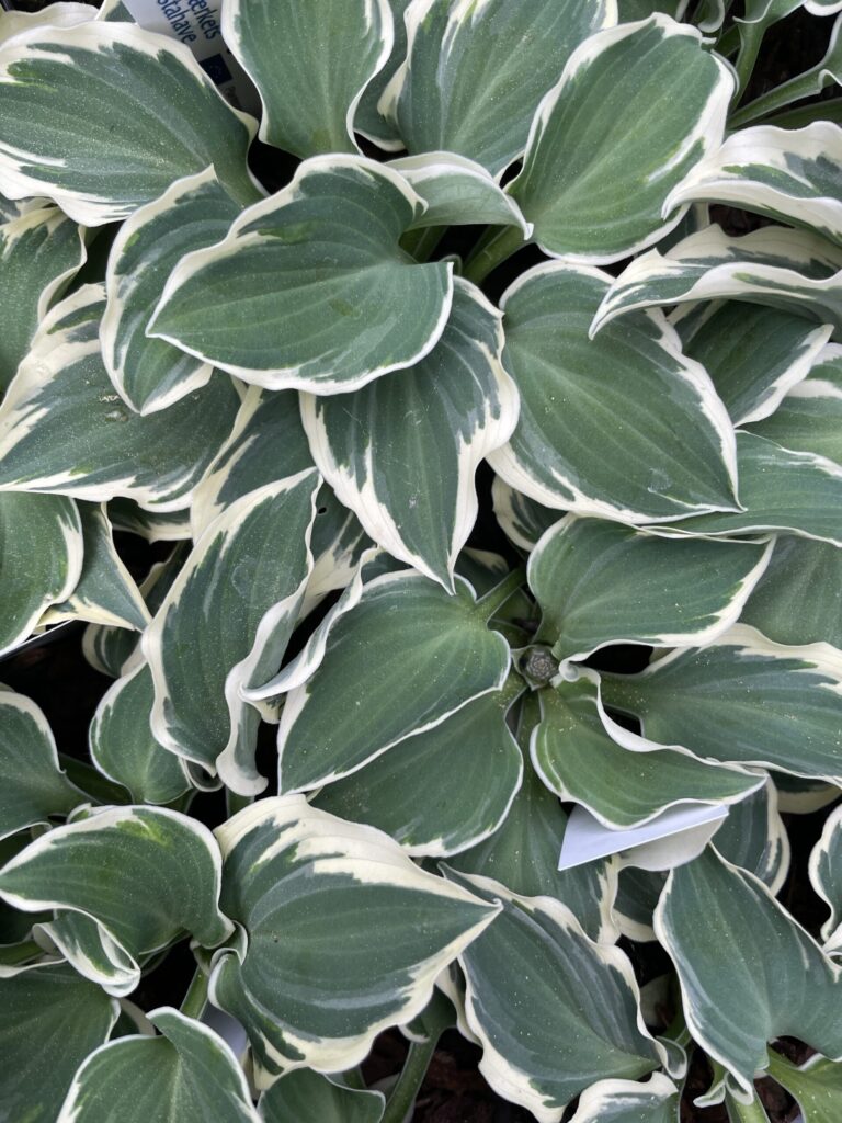 Mouse on the Moon(small) hosta