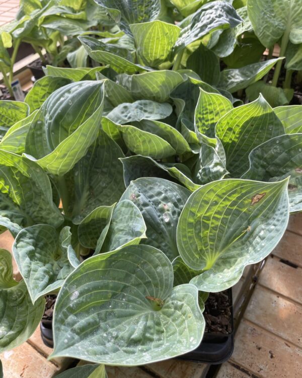 Ripped(Medium-large) hosta