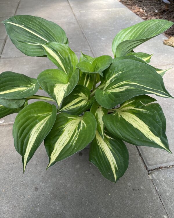 Revolution(Medium) hosta