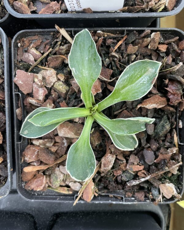 Pierced Mouse Ears(mini-small) hosta