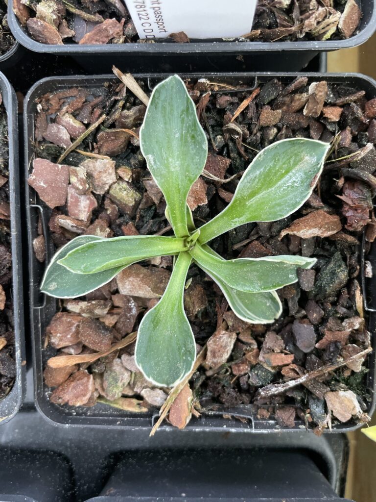 Pierced Mouse Ears(mini-small) hosta