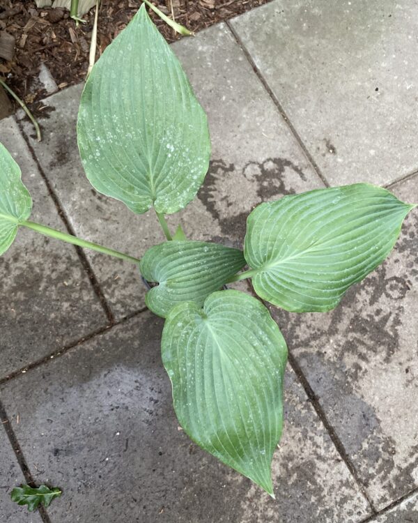 Stormy Seas(Medium-Large) hosta