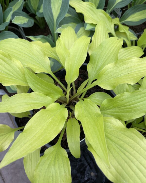 Hadspen Samphire ( Medium) hosta