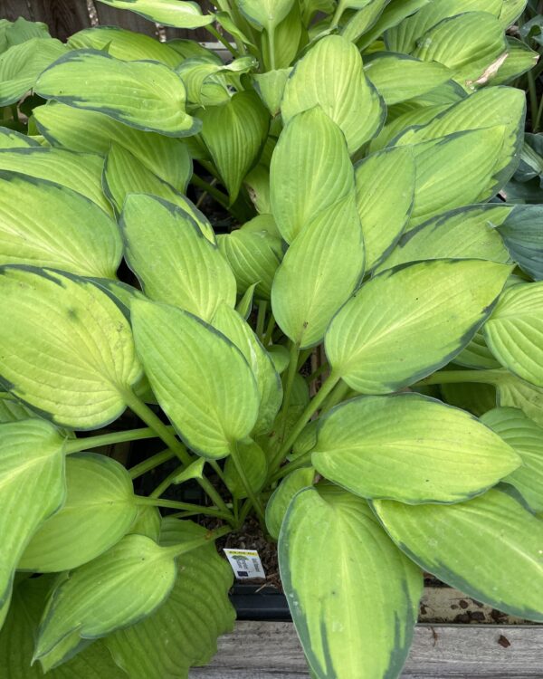 Gold Standard(Large) hosta