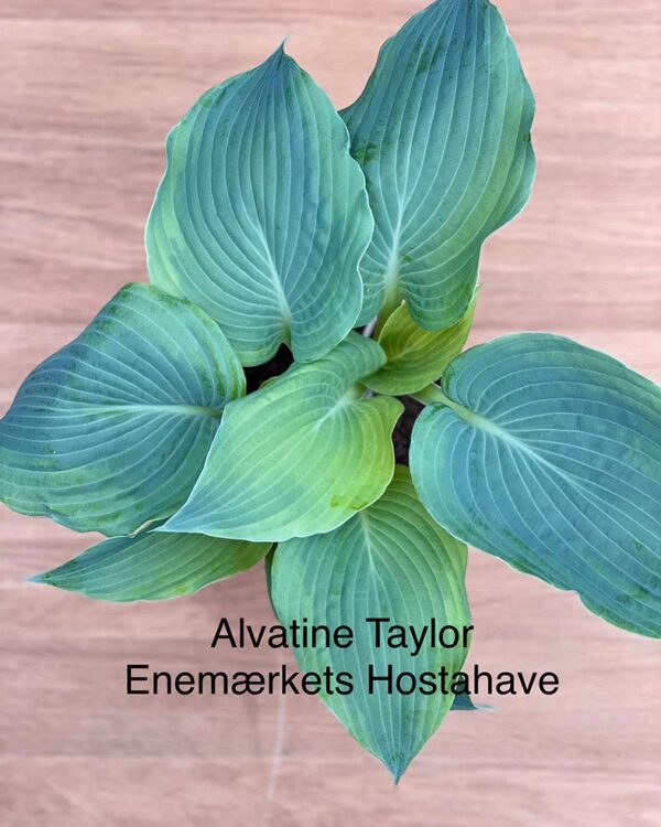 Alvatine Taylor(Large) hosta