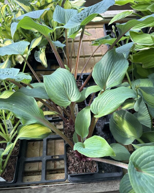 Jack Berry(Medium-large)