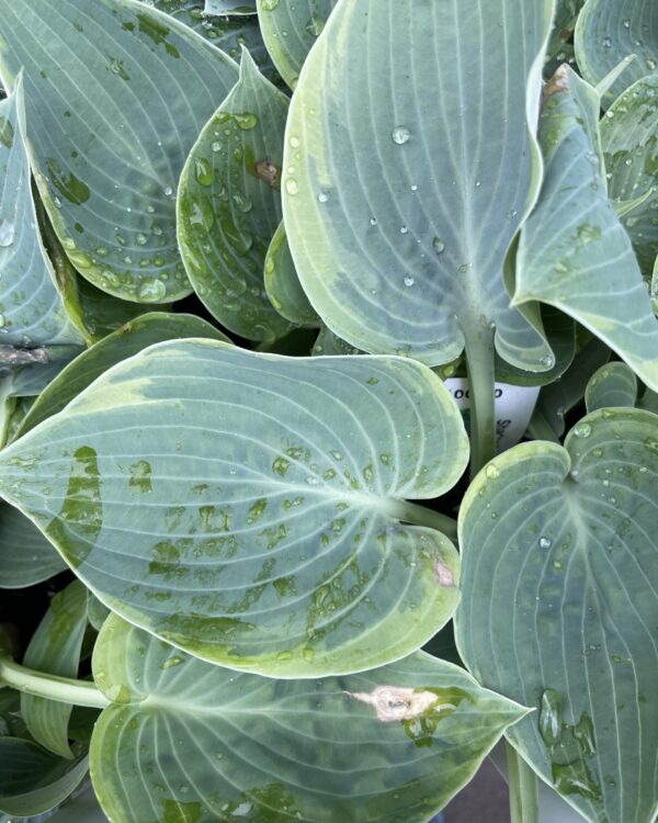 Shadow Seeker(Small-medium) hosta