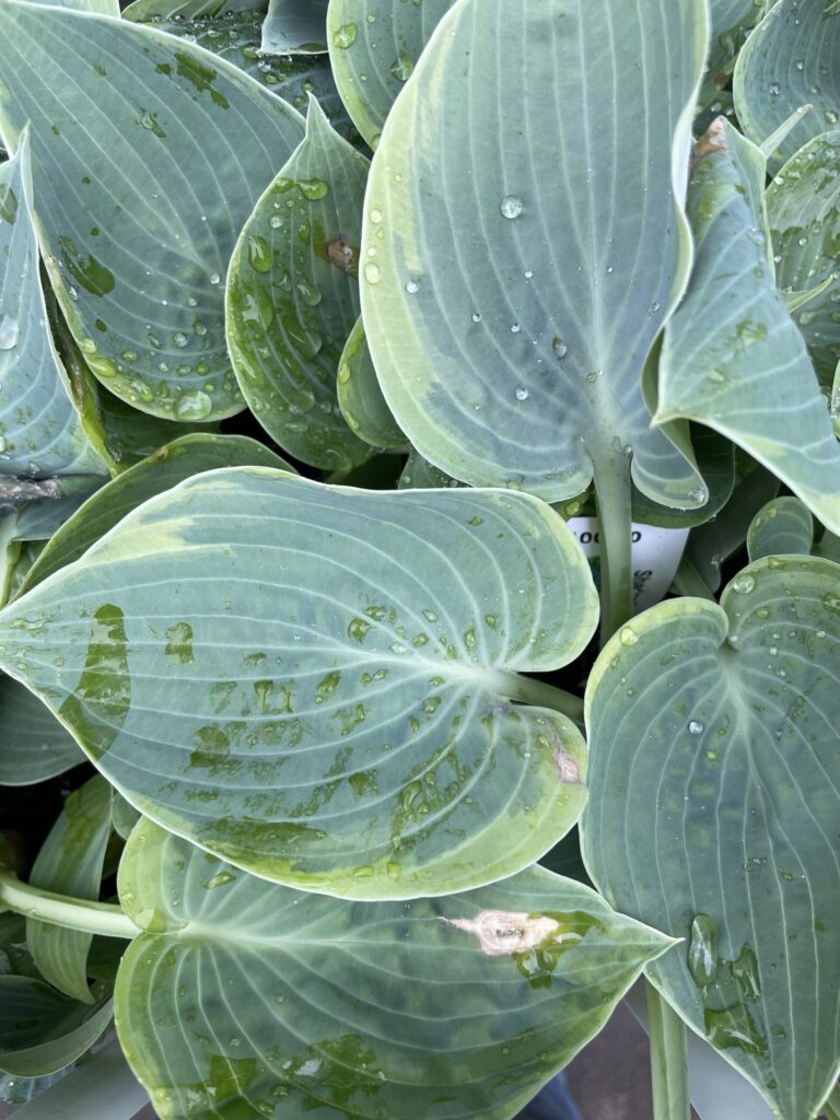 Shadow Seeker(Small-medium) hosta