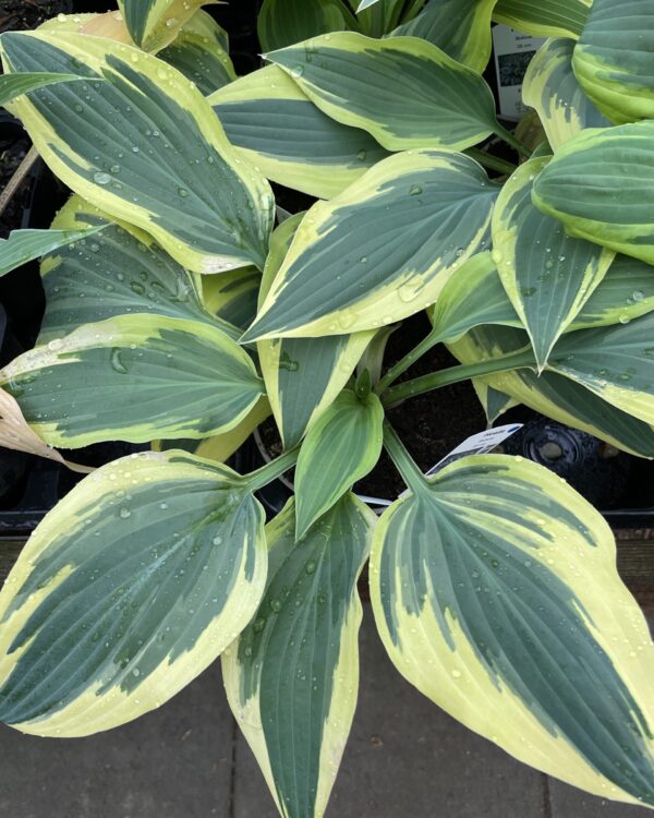 Bobcat(Medium) hosta