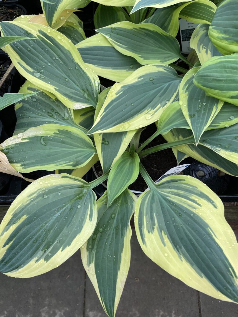 Bobcat(Medium) hosta