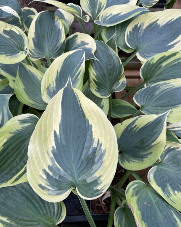 Hi-Class(Medium) hosta