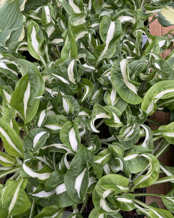 Twisted Spearmint(Medium) hosta