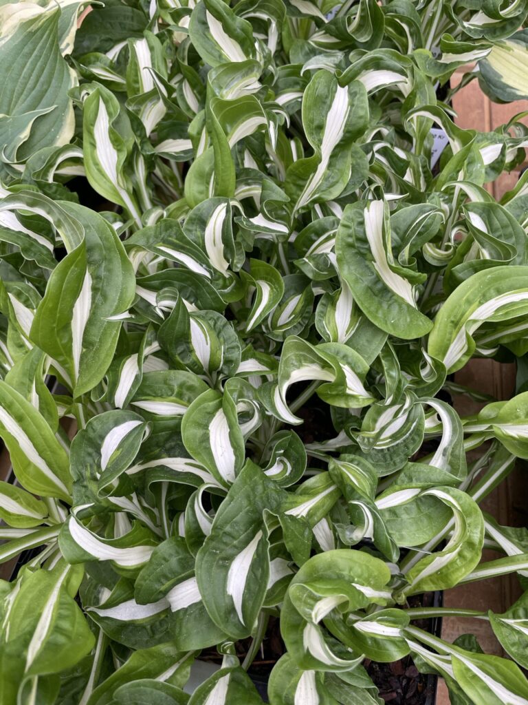 Twisted Spearmint(Medium) hosta