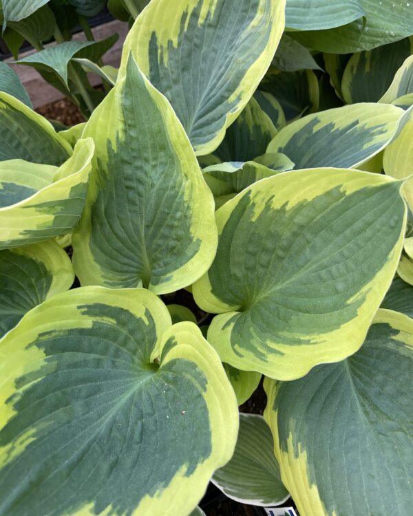 Band of Gold(Large) hosta