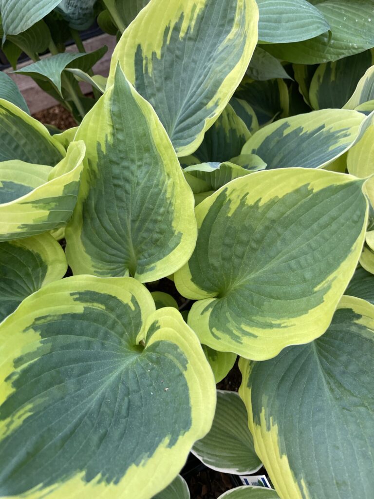 Band of Gold(Large) hosta