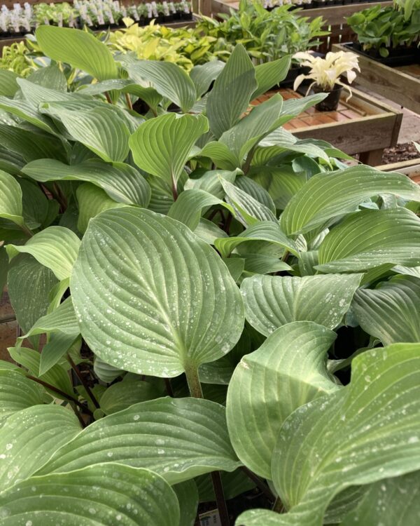 Hear No Evil(medium) hosta