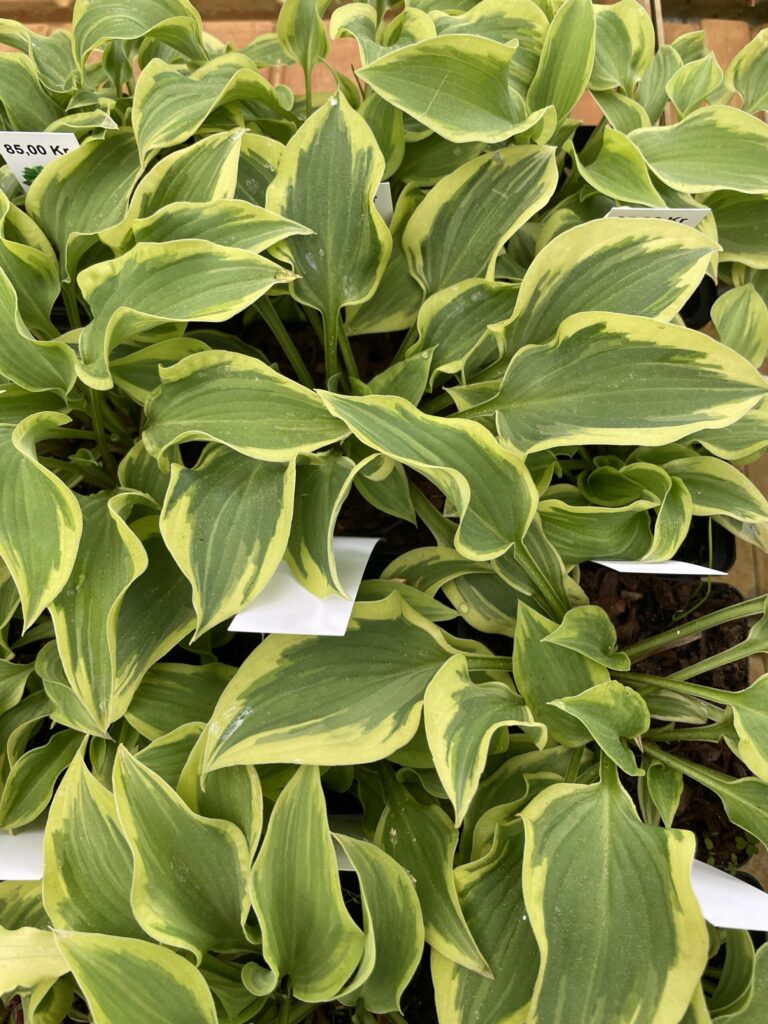 Wrinkle in time(Small) hosta