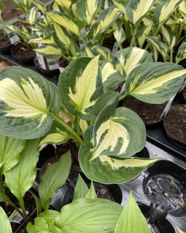 Colored Hulk(Medium) hosta