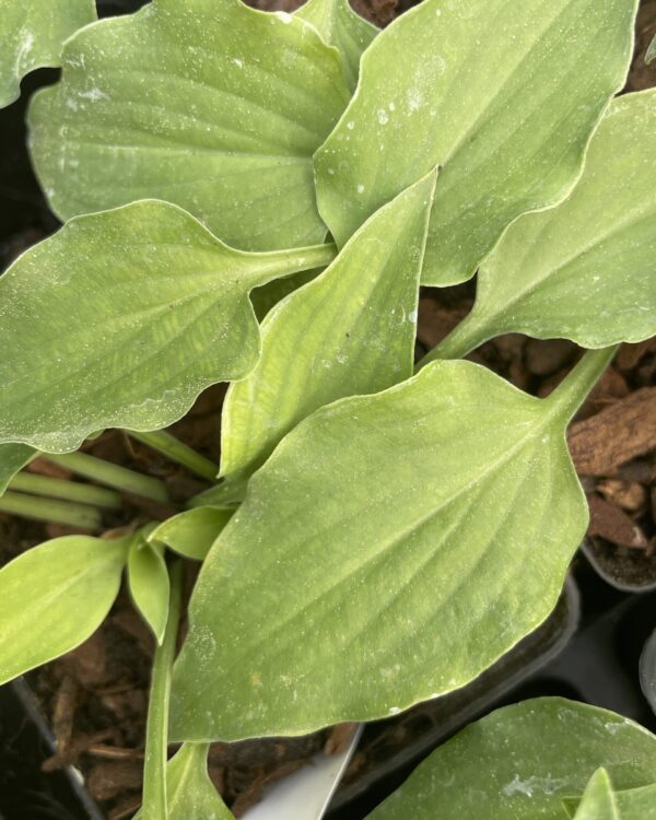 Ballerina(Small) hosta