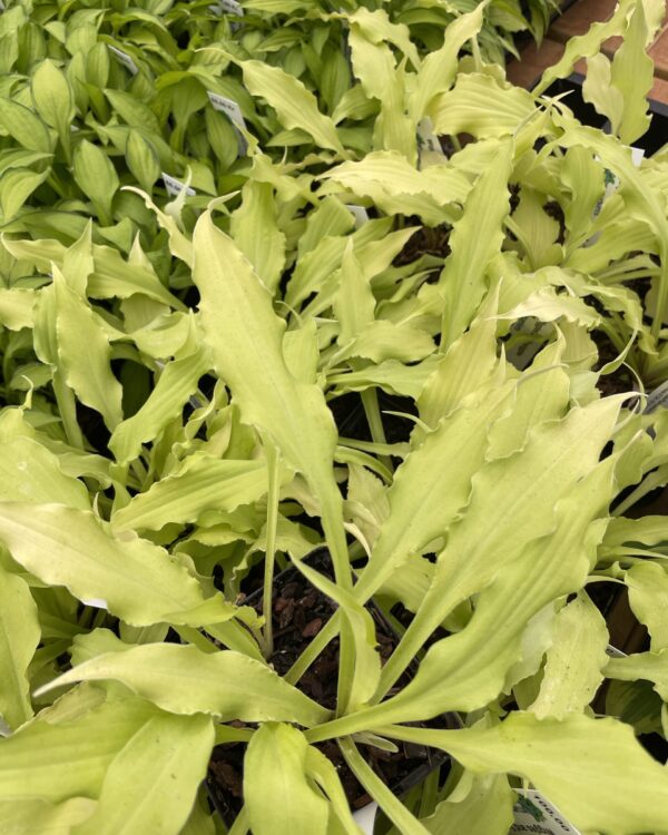 Wiggles and Squiggles(small) hosta