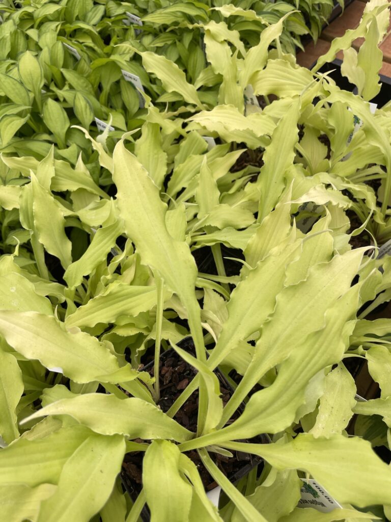 Wiggles and Squiggles(small) hosta