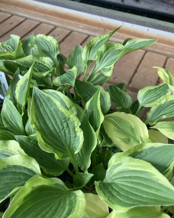 Hearts Galore(Small) hosta