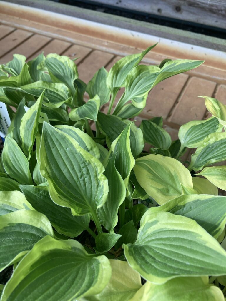 Hearts Galore(Small) hosta